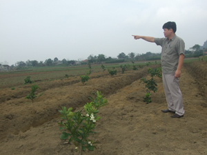 Xóm Đại Đồng, Ngọc Lương Yên Thủy chuyển đổi diện tích ruộng 1 vụ sang trồng bưởi Diễn.

